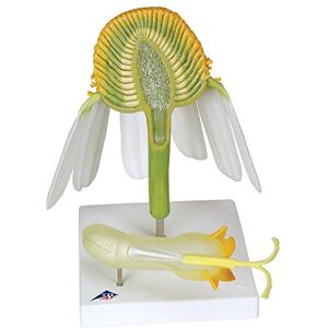 3B Scientific T21023 Modello Camomilla Comune 3B Scientific T21023 Modello Camomilla Comune