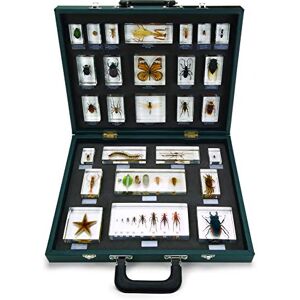 3B Scientific Ed Speldy East Caso didattico 27 Invertebrati 3B Scientific Ed Speldy East Caso didattico 27 Invertebrati