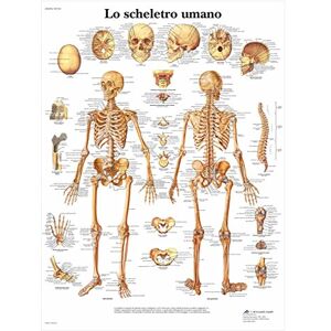 3B Scientific VR4113L Lo Scheletro Umano