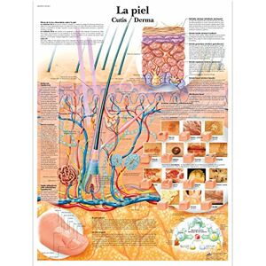 3B Scientific su carta, la pelle, Glossy UV Resistant Laminated Paper La Piel Anatomical Chart (The Skin Anatomical Chart, Spanish), Poster Size 20" Width x 26" Height, 1 3B Scientific su carta, la pelle, Glossy UV Resistant Laminated Paper La Piel Anatomical Chart (The Skin Anatomical Chart, Spanish), Poster Size 20" Width x 26" Height, 1