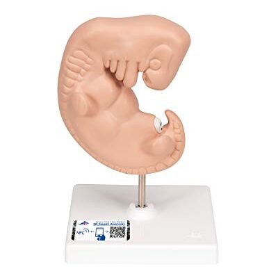 3B Scientific Embrione, Ingrandito 25 Volte + software gratuito di anatomia 3B Smart Anatomy 3B Scientific Embrione, Ingrandito 25 Volte + software gratuito di anatomia 3B Smart Anatomy