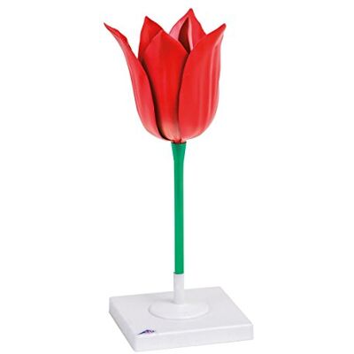 3B Scientific T21010 Tulipano 3B Scientific T21010 Tulipano