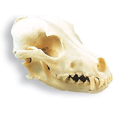 3B Scientific Teschio di cane, Canis lupus familiaris, Replica 3B Scientific Teschio di cane, Canis lupus familiaris, Replica