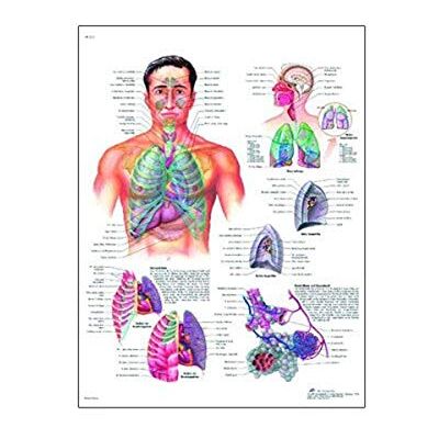3B Scientific Carta laminata lucida resistente ai raggi UV The Respiratory System Anatomical Chart, Poster Size 20" Width x 26" Height, 1 3B Scientific Carta laminata lucida resistente ai raggi UV The Respiratory System Anatomical Chart, Poster Size 20" Width x 26" Height, 1