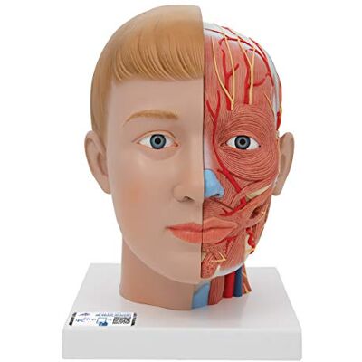 3B Scientific Testa con Collo, in 4 Parti + software gratuito di anatomia 3B Smart Anatomy 3B Scientific Testa con Collo, in 4 Parti + software gratuito di anatomia 3B Smart Anatomy