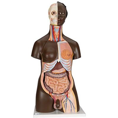3B Scientific Torso Africa, Bisessuato in 24 Parti + software gratuito di anatomia 3B Smart Anatomy 3B Scientific Torso Africa, Bisessuato in 24 Parti + software gratuito di anatomia 3B Smart Anatomy