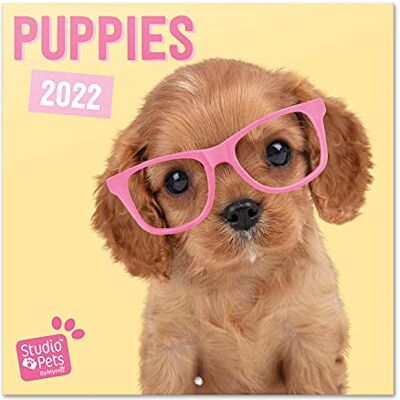 Grupo Erik Calendario 2022 da Muro Cuccioli di Cane 12 mesi + 4 in omaggio, 30x30 cm, FSC® ideale come calendario 2022 da parete, calendario ufficio 2022, calendario cani 2022 Grupo Erik Calendario 2022 da Muro Cuccioli di Cane 12 mesi + 4 in omaggio, 30x30 cm, FSC® ideale come calendario 2022 da parete, calendario ufficio 2022, calendario cani 2022