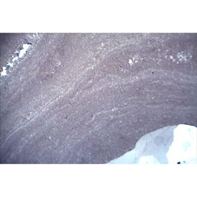 3B Scientific Rocce e Minerali, Fossili e Meteoriti 3B Scientific Rocce e Minerali, Fossili e Meteoriti