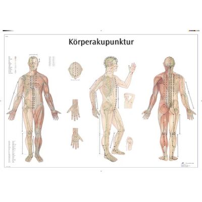 3B Scientific Kawe Lavagna Corpo Agopuntura, 1 3B Scientific Kawe Lavagna Corpo Agopuntura, 1