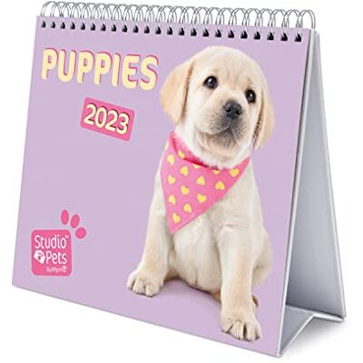 Grupo Erik Calendario da Tavolo 2023 Cagnolini Calendario Scrivania 2023, 12 Mesi e Planner Annuale 2024, 17 x 20 cm, FSC, Ottimo come Calendario 2023 da Tavolo, Calendario Ufficio 2023 Grupo Erik Calendario da Tavolo 2023 Cagnolini Calendario Scrivania 2023, 12 Mesi e Planner Annuale 2024, 17 x 20 cm, FSC, Ottimo come Calendario 2023 da Tavolo, Calendario Ufficio 2023