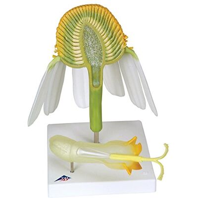 3B Scientific T21023 Modello Camomilla Comune 3B Scientific T21023 Modello Camomilla Comune