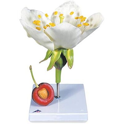 3B Scientific T21019 Prunus Avium Modello Fiore di Ciliegio con Frutto 3B Scientific T21019 Prunus Avium Modello Fiore di Ciliegio con Frutto