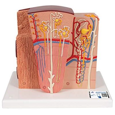 3B Scientific Rene 3B Microanatomy + software gratuito di anatomia 3B Smart Anatomy 3B Scientific Rene 3B Microanatomy + software gratuito di anatomia 3B Smart Anatomy