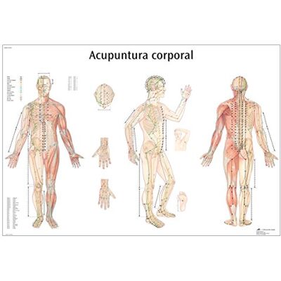 3B Scientific Su Carta, Agopuntura Corpo, 1 3B Scientific Su Carta, Agopuntura Corpo, 1