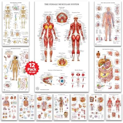 ART 12 poster di anatomia umana Poster medici, circolatorio, scheletrico, maschile, femminile, muscoloso, linfatico, riproduttivo, nervoso, digestivo, endocrino, sistemi respiratori, modelli, scienza ART 12 poster di anatomia umana Poster medici, circolatorio, scheletrico, maschile, femminile, muscoloso, linfatico, riproduttivo, nervoso, digestivo, endocrino, sistemi respiratori, modelli, scienza