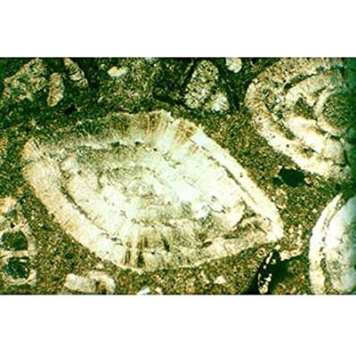 3B Scientific Rocce e Minerali, Rocce Sedimentarie 3B Scientific Rocce e Minerali, Rocce Sedimentarie