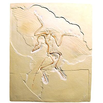3B Scientific Archaeopteryx Lithographica Replica 3B Scientific Archaeopteryx Lithographica Replica