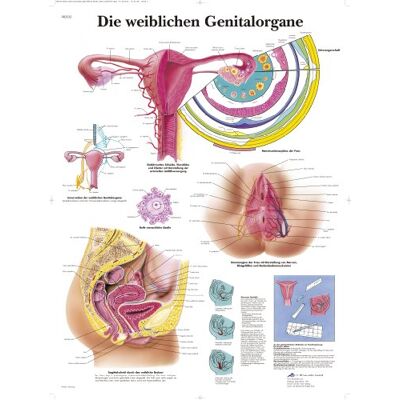 3B Scientific kawe lavagna gli organi genitali femminili, 1 3B Scientific kawe lavagna gli organi genitali femminili, 1