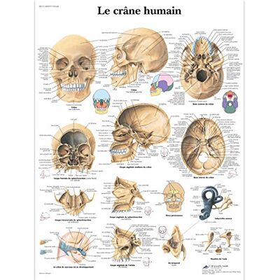 3B Scientific Cranio Umano Tavola Didattica Anatomica su Carta Laminata, Multicolore, 50 x 67 cm 3B Scientific Cranio Umano Tavola Didattica Anatomica su Carta Laminata, Multicolore, 50 x 67 cm