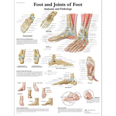 3B Scientific Foot e articolazioni del grafico, laminated, 1 3B Scientific Foot e articolazioni del grafico, laminated, 1