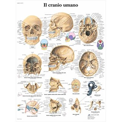 3B Scientific VR4131L il Cranio Umano 3B Scientific VR4131L il Cranio Umano