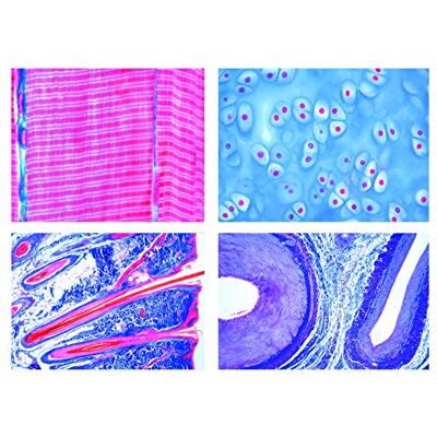 3B Scientific LIEDER Scienze Microscopia Micro preparati Serie histologie: animali vertebrale o. saeuger 3B Scientific LIEDER Scienze Microscopia Micro preparati Serie histologie: animali vertebrale o. saeuger