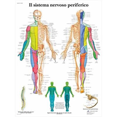 3B Scientific – Laminato Sistema Nervoso Periferico Poster – Poster di Anatomia Protetto da UV e Polvere per Studio, Insegnamento e Cliniche 3B Scientific – Laminato Sistema Nervoso Periferico Poster – Poster di Anatomia Protetto da UV e Polvere per Studio, Insegnamento e Cliniche