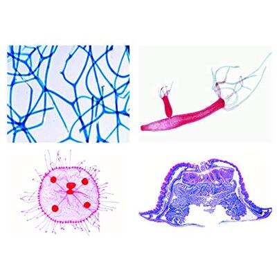 3B Scientific LIEDER Scienze Microscopia Micro preparati Serie einzeller, Proto Zoa 3B Scientific LIEDER Scienze Microscopia Micro preparati Serie einzeller, Proto Zoa
