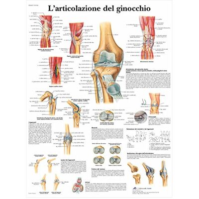 3B Scientific – Laminato Articolazione del Ginocchio Poster – Anatomia & Patologia – Poster Protetto da UV e Polvere per Studio, Insegnamento e Cliniche 3B Scientific – Laminato Articolazione del Ginocchio Poster – Anatomia & Patologia – Poster Protetto da UV e Polvere per Studio, Insegnamento e Cliniche
