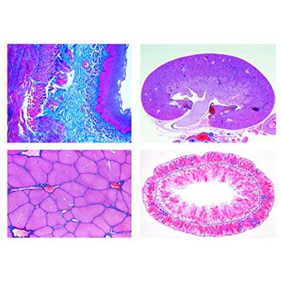 3B Scientific LIEDER Scienze Microscopia Micro preparati Serie Zelle, Tessuto e organi 3B Scientific LIEDER Scienze Microscopia Micro preparati Serie Zelle, Tessuto e organi