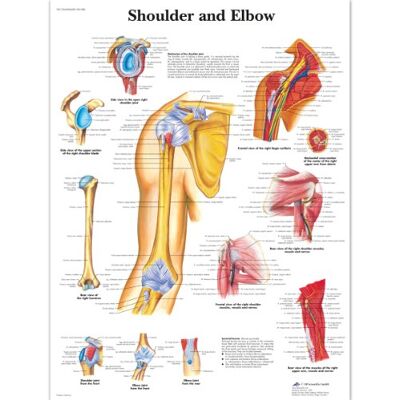 3B Scientific – Carta Laminata della Spalla & del Gomito – Anatomia & Patologia – Poster Protetto da UV e Polvere per Studio, Insegnamento & Cliniche 3B Scientific – Carta Laminata della Spalla & del Gomito – Anatomia & Patologia – Poster Protetto da UV e Polvere per Studio, Insegnamento & Cliniche
