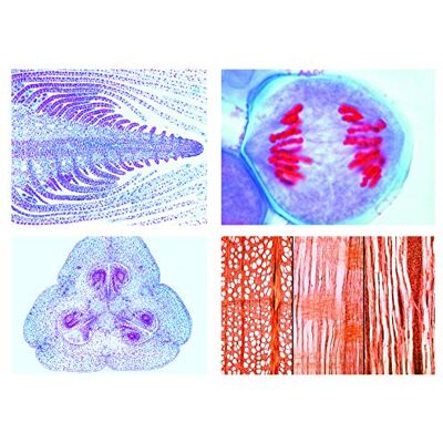 3B Scientific LIEDER Scienze Microscopia Micro preparati Serie Fiore Piante, phaner ogamae: Base Serie 3B Scientific LIEDER Scienze Microscopia Micro preparati Serie Fiore Piante, phaner ogamae: Base Serie