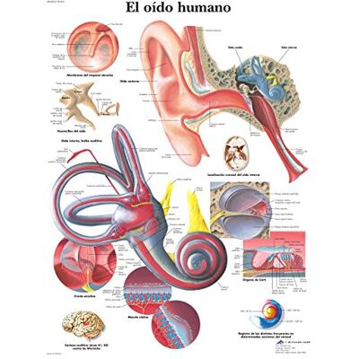 3B Scientific – Carta Laminata dell’Orecchio Umano – Poster di Anatomia Protetto da UV e Polvere per Studio, Insegnamento & Cliniche 3B Scientific – Carta Laminata dell’Orecchio Umano – Poster di Anatomia Protetto da UV e Polvere per Studio, Insegnamento & Cliniche