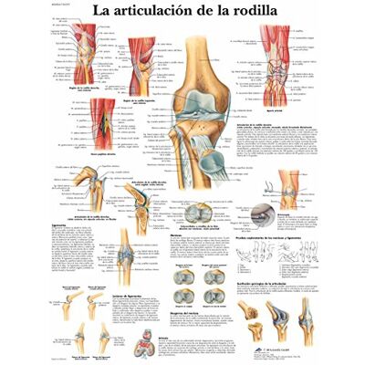 3B Scientific VR3174L Poster anatomico, articolazione del ginocchio 3B Scientific VR3174L Poster anatomico, articolazione del ginocchio