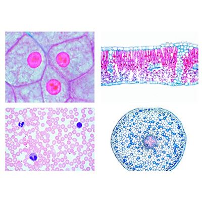 3B Scientific LIEDER Scienze Microscopia Micro preparati Serie Embryo Nal sviluppo di un saeugetiers 3B Scientific LIEDER Scienze Microscopia Micro preparati Serie Embryo Nal sviluppo di un saeugetiers