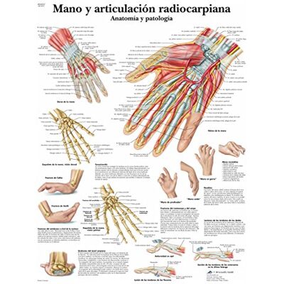 3B Scientific stampato su carta, a mano e Radiocarpiana articolazione, anatomia e l' osservazione, 1 3B Scientific stampato su carta, a mano e Radiocarpiana articolazione, anatomia e l' osservazione, 1
