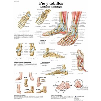3B Scientific su carta, Piede e caviglia, Anatomia E Patología, 1 3B Scientific su carta, Piede e caviglia, Anatomia E Patología, 1