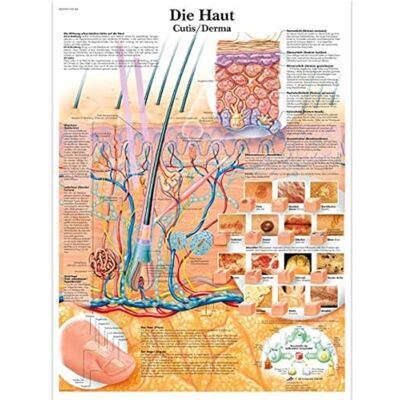 3B Scientific – Laminato Pelle Umana Poster – Poster di Anatomia Protetto da UV e Polvere per Studio, Insegnamento e Cliniche 3B Scientific – Laminato Pelle Umana Poster – Poster di Anatomia Protetto da UV e Polvere per Studio, Insegnamento e Cliniche