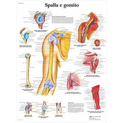 3B Scientific – Laminato Spalla & Gomito Poster – Anatomia & Patologia – Poster Protetto da UV e Polvere per Studio, Insegnamento e Cliniche 3B Scientific – Laminato Spalla & Gomito Poster – Anatomia & Patologia – Poster Protetto da UV e Polvere per Studio, Insegnamento e Cliniche