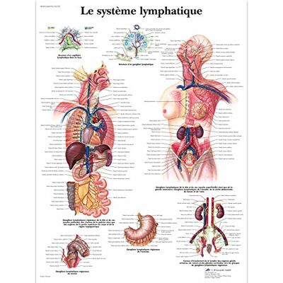 3B Scientific Sistema Linfatico Tavola Didattica Anatomica su Carta, Multicolore, 50 x 67 cm 3B Scientific Sistema Linfatico Tavola Didattica Anatomica su Carta, Multicolore, 50 x 67 cm