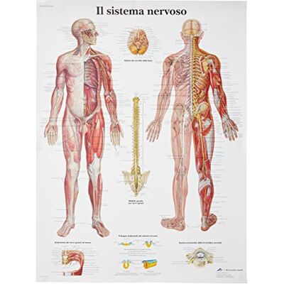 3B Scientific VR4620UU il Sistema Nervoso 3B Scientific VR4620UU il Sistema Nervoso