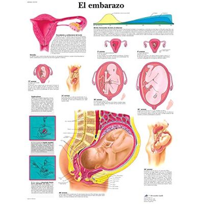 3B Scientific VR3554UU Stampato su carta, la gravidanza 3B Scientific VR3554UU Stampato su carta, la gravidanza