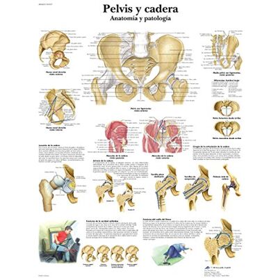 3B Scientific VR3172L Stampato su carta, plastica e fianchi, natomia e patologia 3B Scientific VR3172L Stampato su carta, plastica e fianchi, natomia e patologia