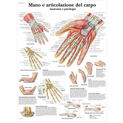3B Scientific VR4171UU Mano e Articolazione del Carpo 3B Scientific VR4171UU Mano e Articolazione del Carpo