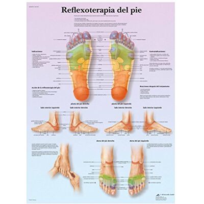 3B Scientific VR3810UU Stampato su carta, rifle x oterapia Plantare 3B Scientific VR3810UU Stampato su carta, rifle x oterapia Plantare