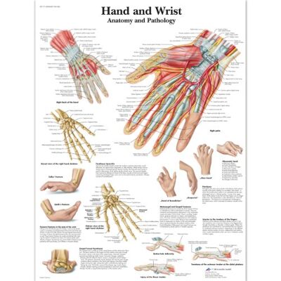 3B Scientific mano e polso grafico, laminated, 1 3B Scientific mano e polso grafico, laminated, 1
