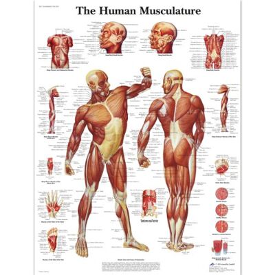 3B Scientific umano muscolatura grafico, laminated, 1 3B Scientific umano muscolatura grafico, laminated, 1