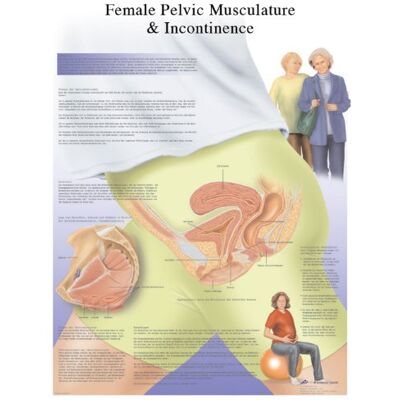 3B Scientific Anatomia umana Grafico dell'incontinenza urinaria femminile, versione laminata 3B Scientific Anatomia umana Grafico dell'incontinenza urinaria femminile, versione laminata