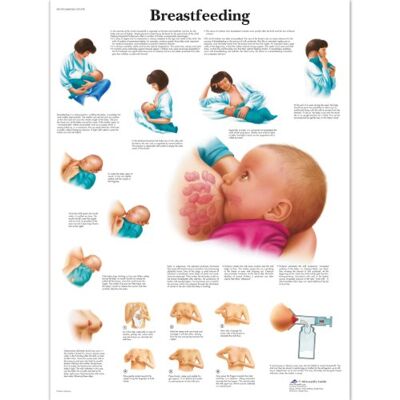 3B Scientific – Carta Laminata dell’Allattamento – Poster di Anatomia Protetto da UV e Polvere per Studio, Insegnamento & Cliniche 3B Scientific – Carta Laminata dell’Allattamento – Poster di Anatomia Protetto da UV e Polvere per Studio, Insegnamento & Cliniche