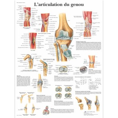 3B Scientific Articolazione del Ginocchio Tavola Didattica Anatomica su Carta, Multicolore, 50 x 67 cm 3B Scientific Articolazione del Ginocchio Tavola Didattica Anatomica su Carta, Multicolore, 50 x 67 cm